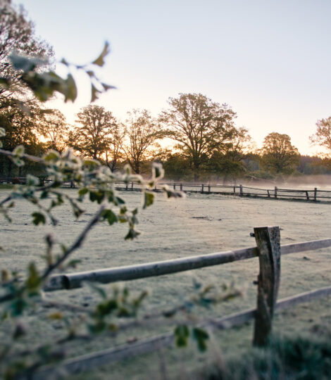 Sonnenaufgang in der Heide