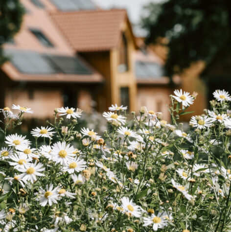 Nahaufnahme von Gänseblümchen vor dem Familienhotel in Deutschland