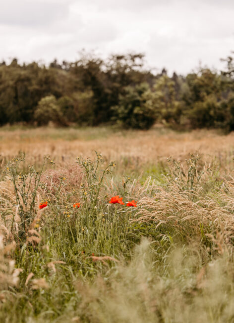 Wiese mit Mohnblumen.