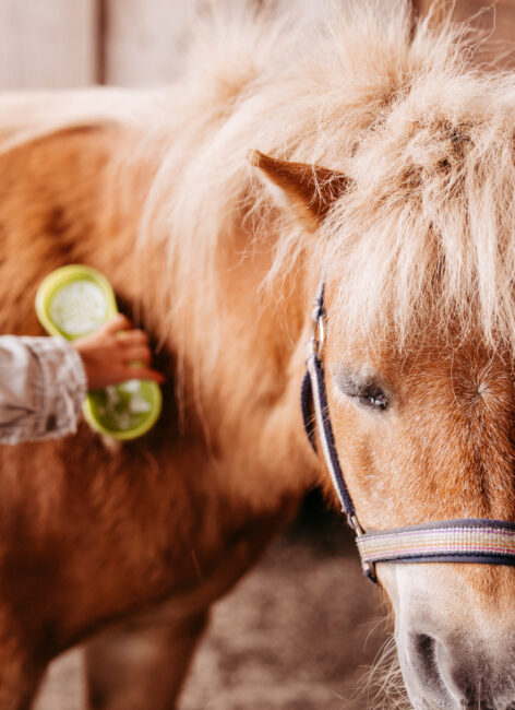 Kind putzt Pony.