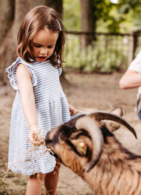 Kleine Mädchen füttert eine Ziege