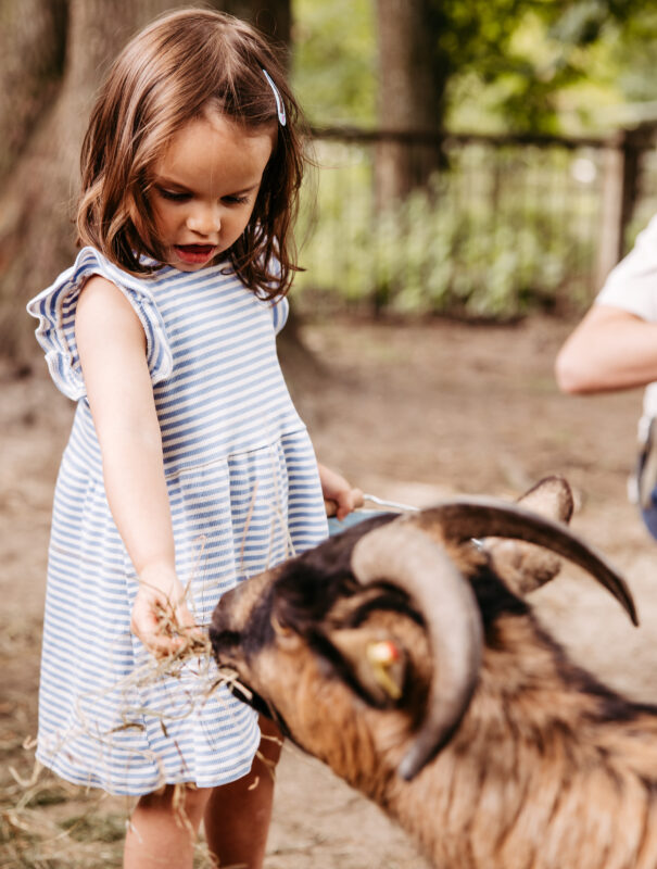 Kleine Mädchen füttert eine Ziege